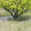 湿地の樹木２