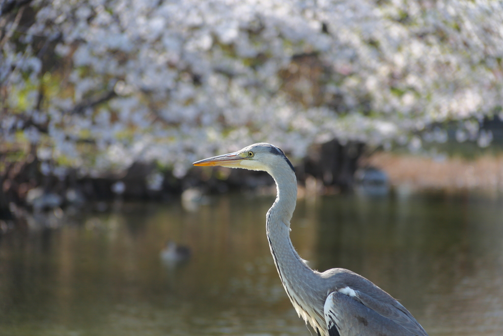 春のアオサギ