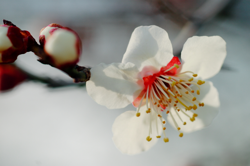 ウメ開花