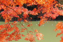 紅葉から覗く池鴨