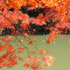 紅葉から覗く池鴨