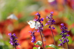 蝶も花