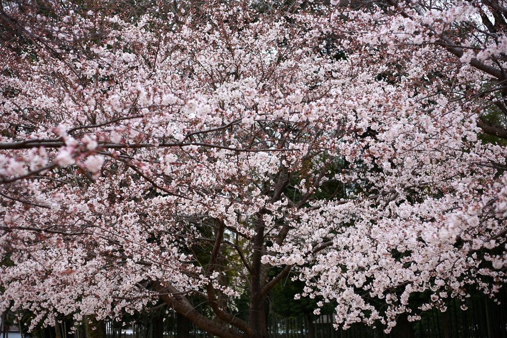 公園にて