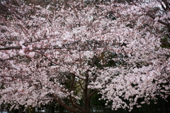 公園にて