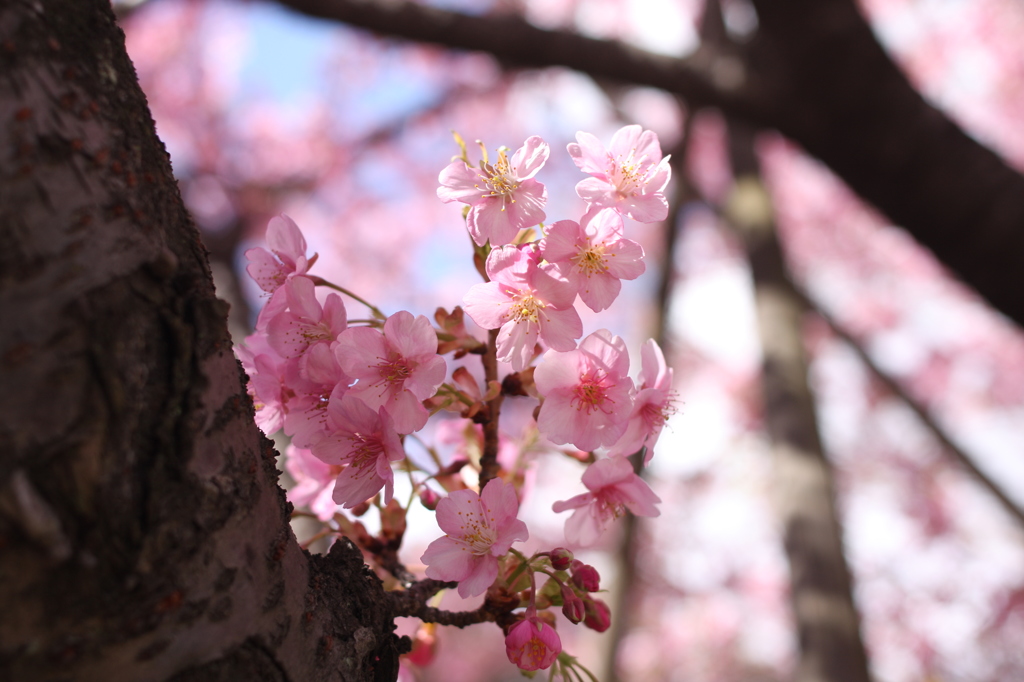 河津桜（寒風の中で）