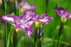 菖蒲
