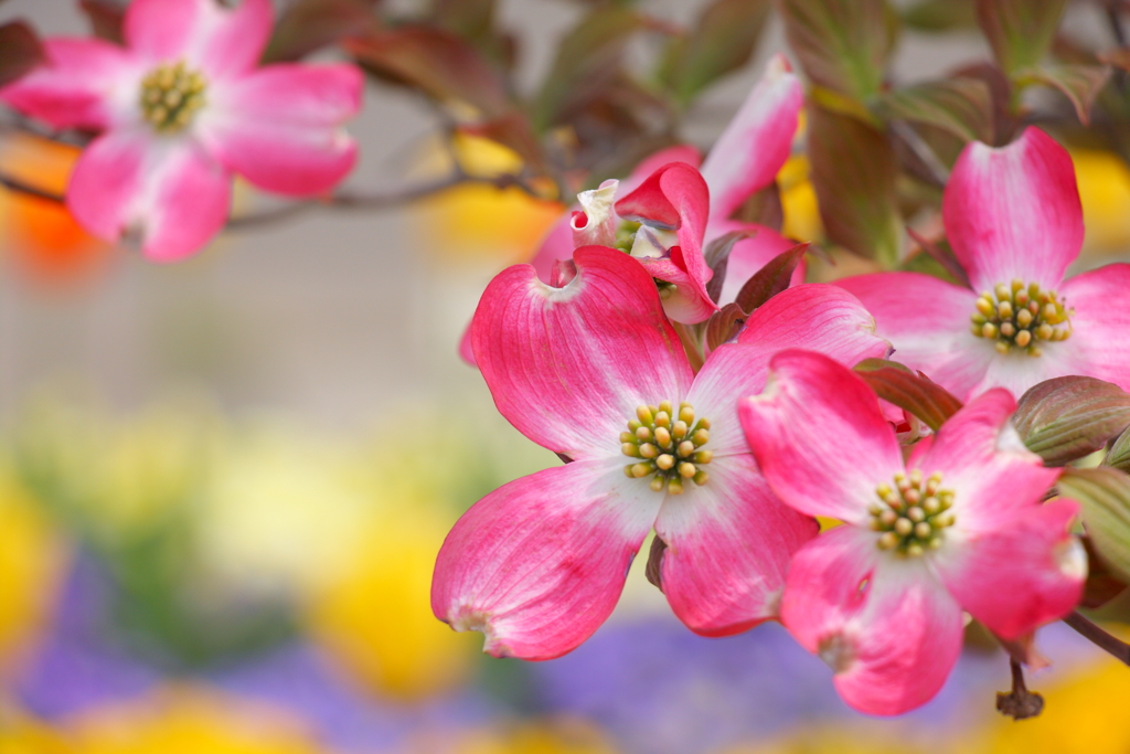 花壇の花水木