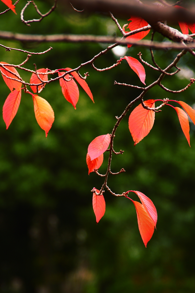 桜葉散る