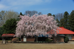 小さな寺のしだれ桜