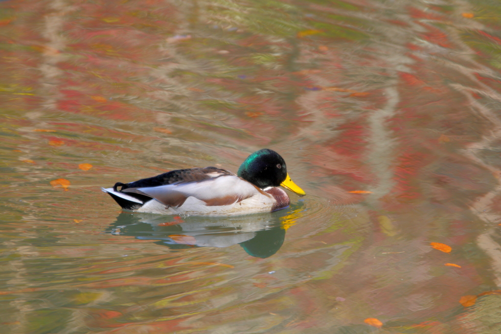 秋の池の鴨