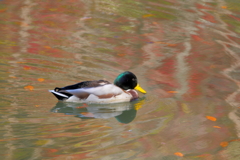 秋の池の鴨