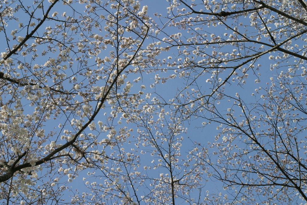 五分咲きぐらいの桜