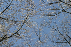 五分咲きぐらいの桜