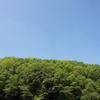 葉緑