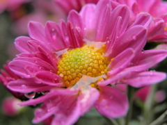 雨の小菊