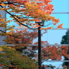 ビルの紅葉