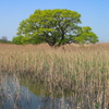 湿地の樹木