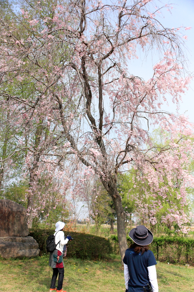 枝垂れ桜