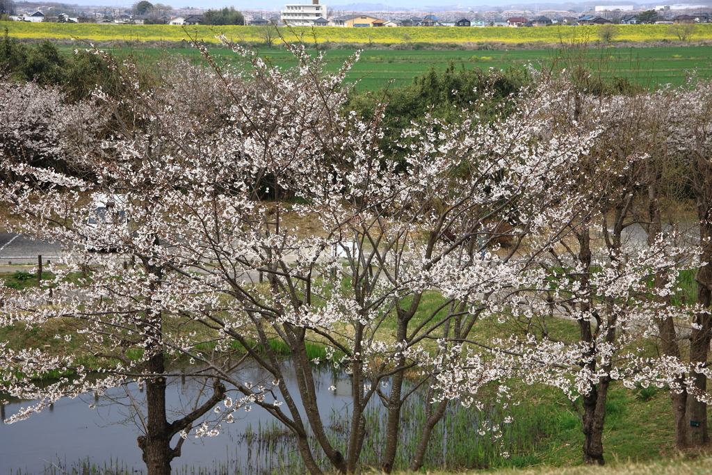 池と花と土手と