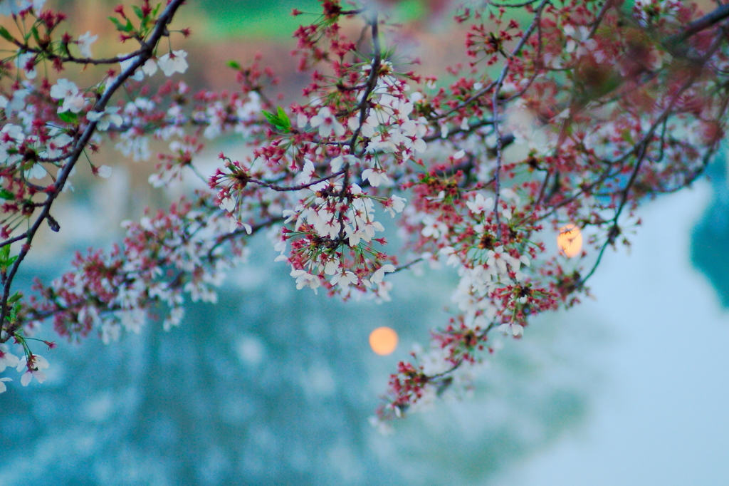 川辺の花残り