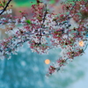 川辺の花残り