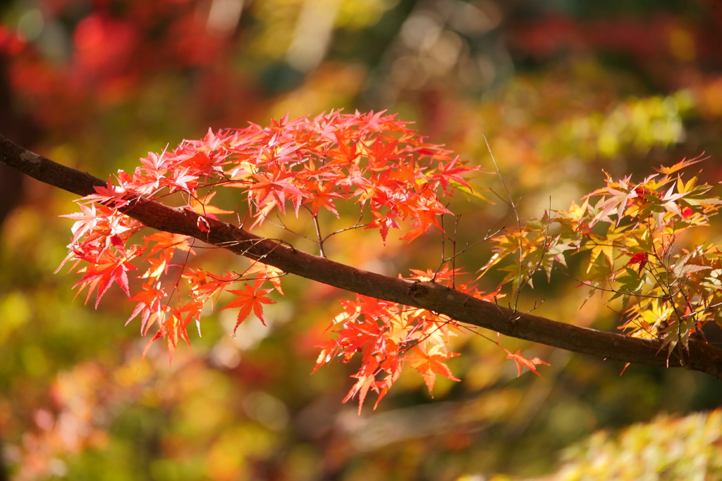 紅葉ひと房