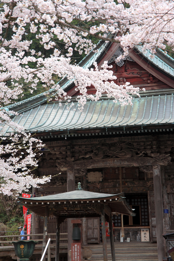 寺の桜