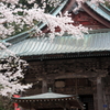寺の桜