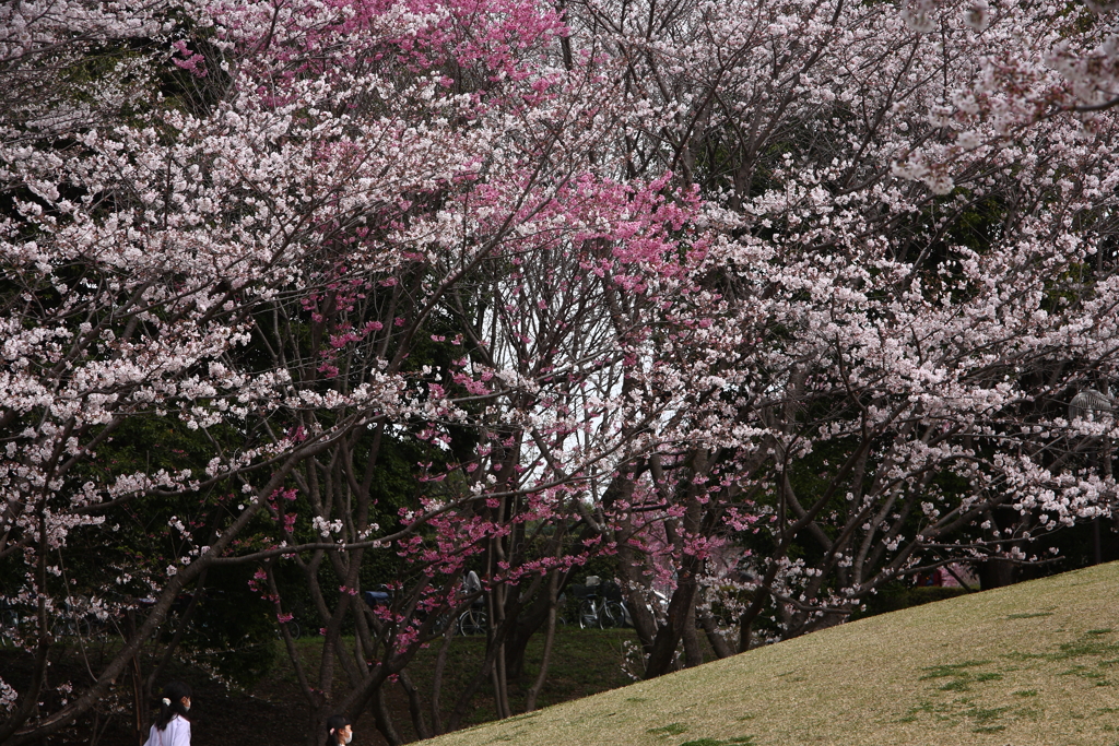 桜の坂