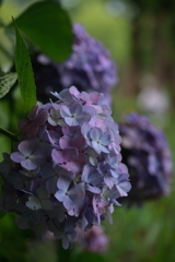 森陰の紫陽花