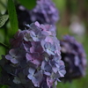 森陰の紫陽花