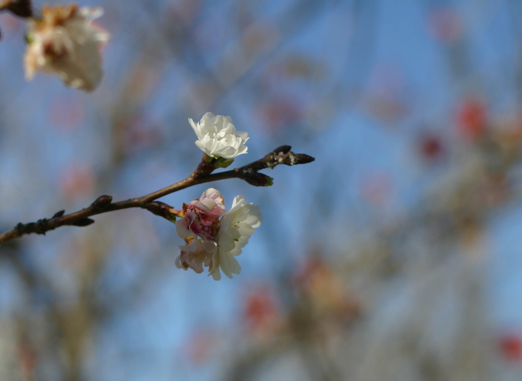 子福桜