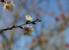 子福桜