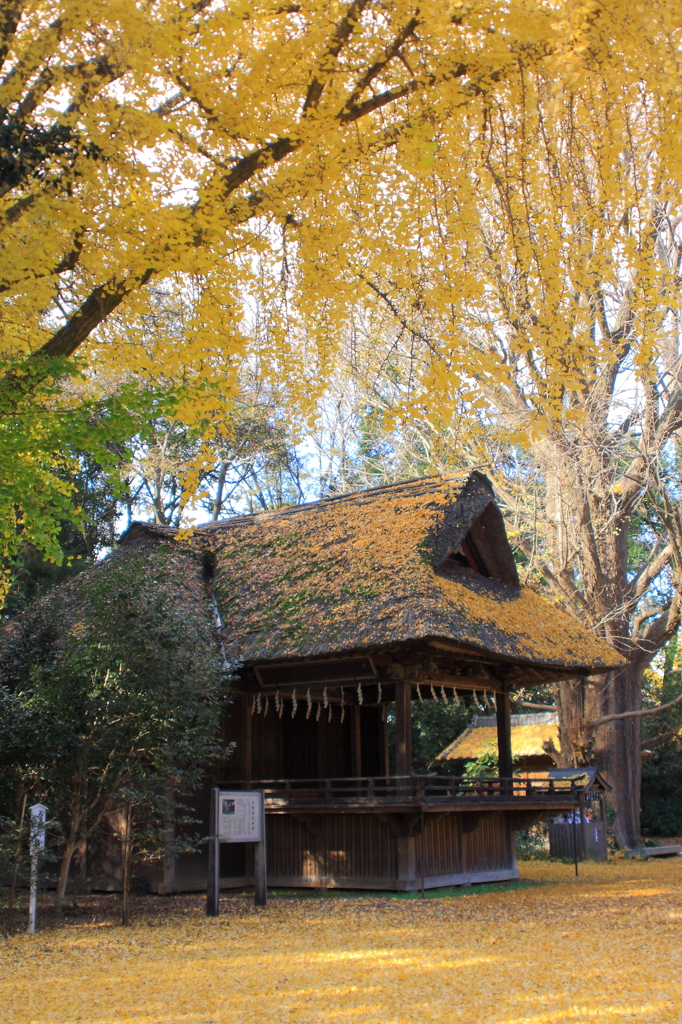 銀杏の神楽舞台2