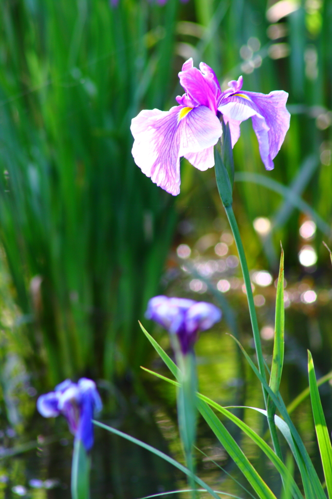 菖蒲