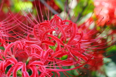 彼岸花