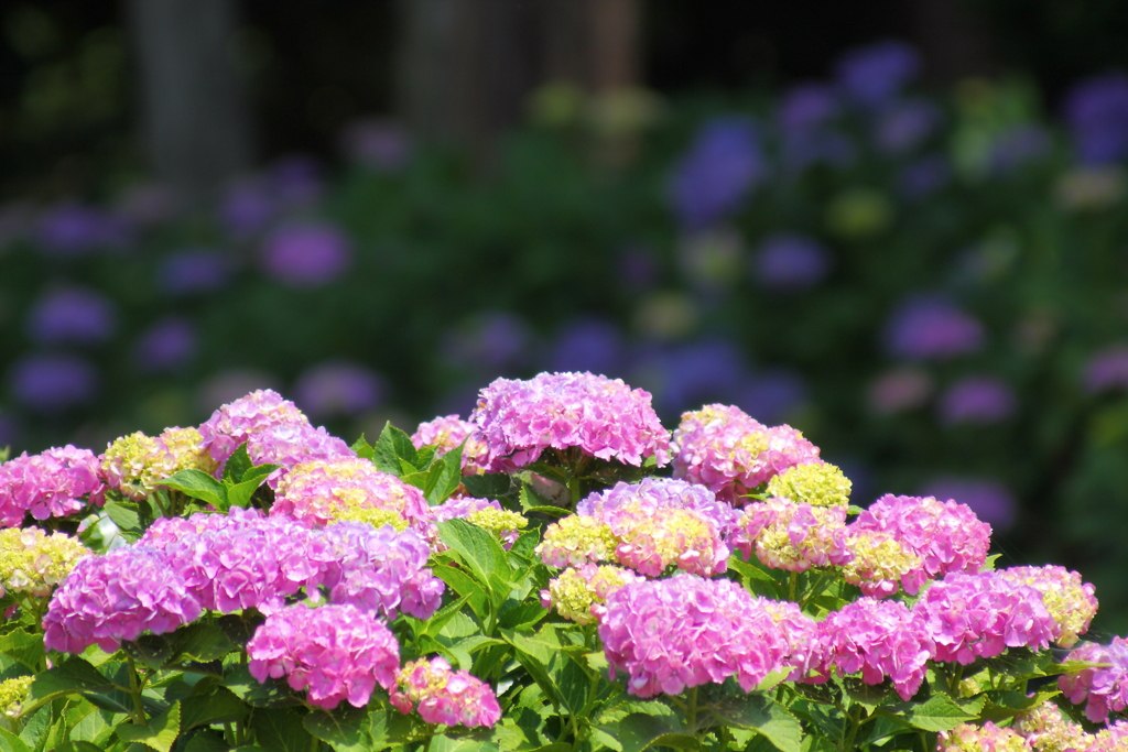 紫陽花の光陰