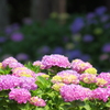 紫陽花の光陰