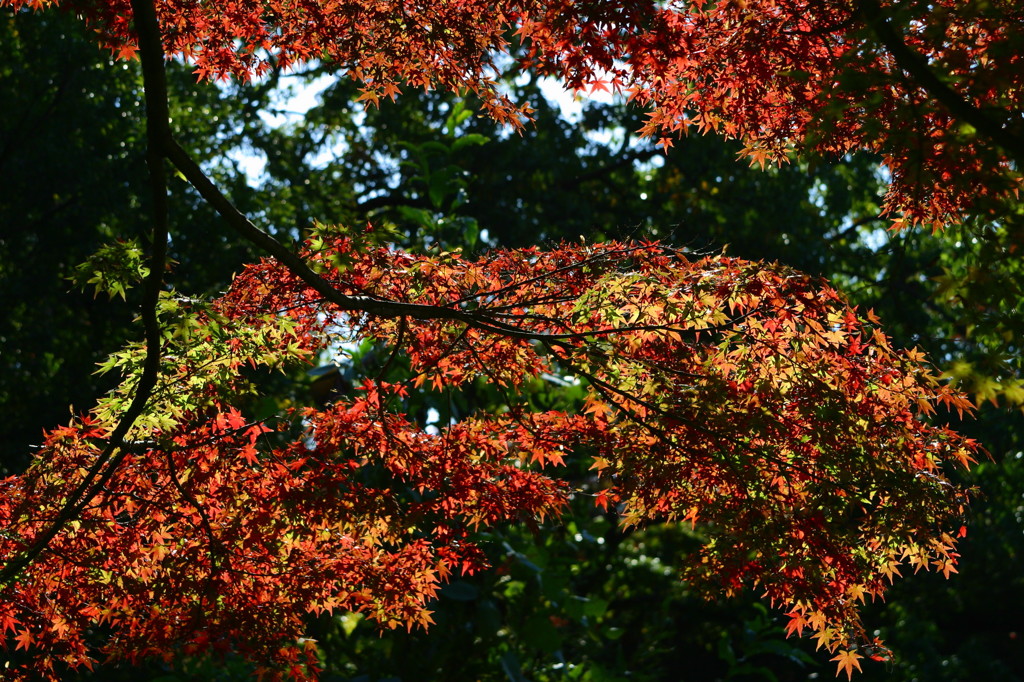紅葉