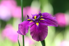 紫色の菖蒲