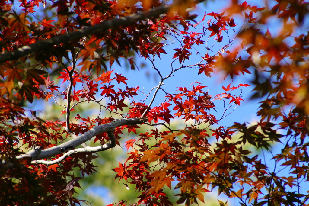 紅葉