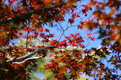 紅葉