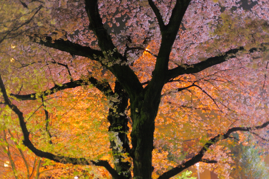 街の夜桜