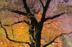 街の夜桜