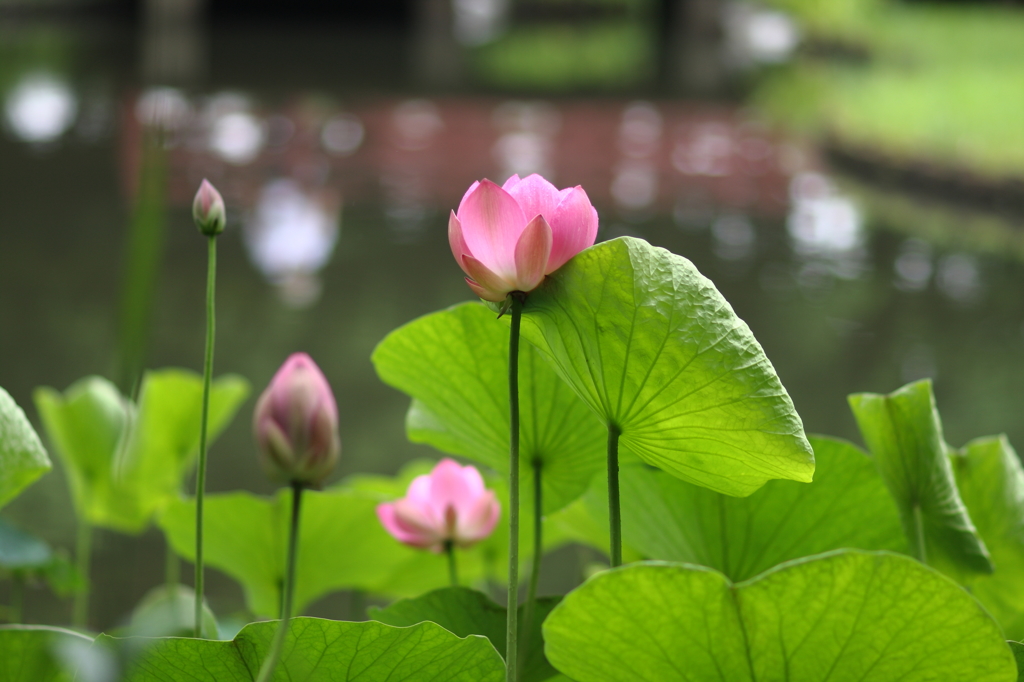 蓮池の花