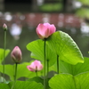 蓮池の花
