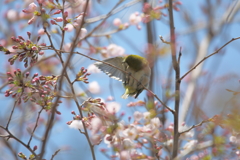 蕾の中で羽繕い
