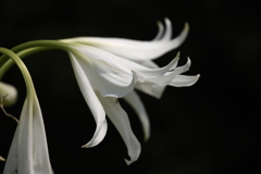 百合