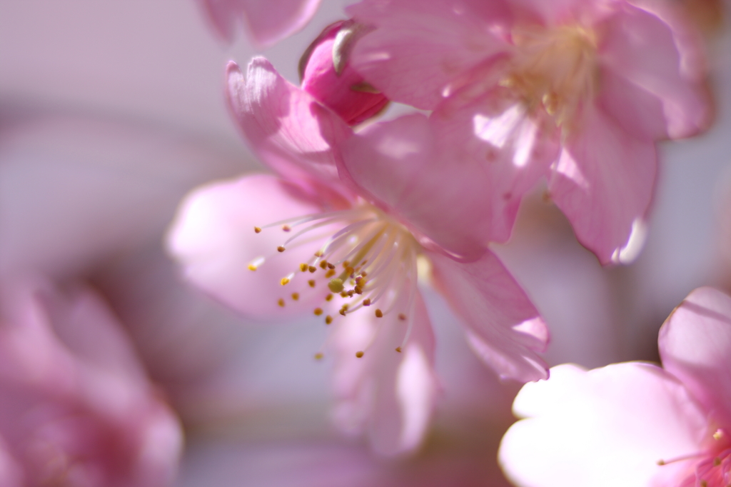 河津桜