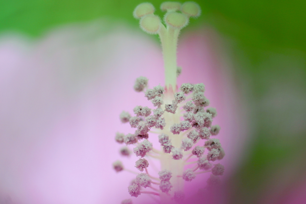 芙蓉の花柱